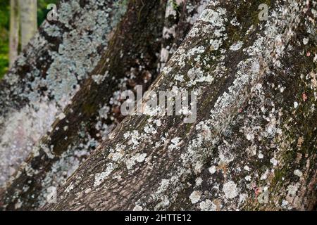 Kapok-Baum, Sumauma-Baum oder Seide-Baumwolle Baumwurzeln (Ceiba pentandra) Stockfoto