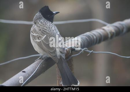 Nahaufnahme des Rotbullbul-Vogels mit belüftetem Rotbullbul. Stockfoto