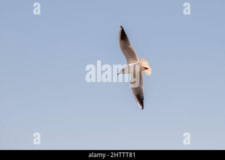 möwenfliegen. Offene Flügel. Freiheitskonzept. Blauer Himmel. Fliegender Vogel. Stockfoto