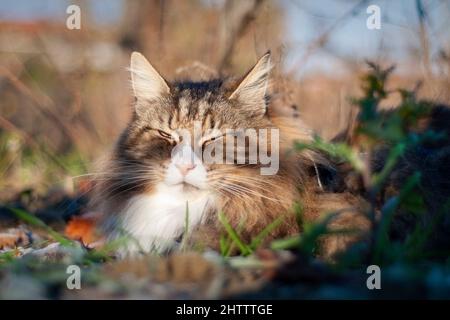 Schöne Katze auf dem Gras. Katze draußen. Norwegische Waldkatze . Stockfoto
