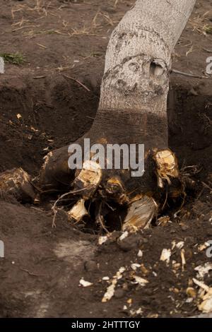 Entwurzelung und Entfernung von Bäumen. Unterminierte Walnussbaum mit gehackten Wurzeln in einem Loch. Nahaufnahme Stockfoto