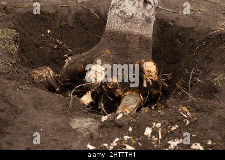 Entwurzelung und Entfernung von Bäumen. Unterminierte Walnussbaum mit gehackten Wurzeln in einem Loch. Nahaufnahme Stockfoto