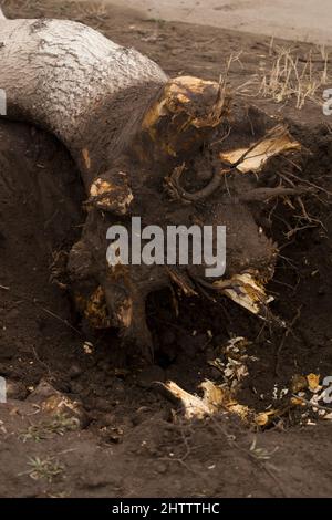Entwurzelung und Entfernung von Bäumen. Unterminierte Walnussbaum mit gehackten Wurzeln in einem Loch. Nahaufnahme Stockfoto