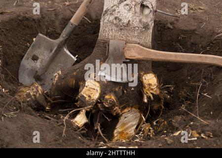 Entwurzelung und Entfernung von Bäumen. Unterminierte Walnussbaum mit gehackten Wurzeln in einem Loch mit einer Axt und einer Schaufel. Nahaufnahme Stockfoto