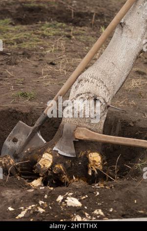 Entwurzelung und Entfernung von Bäumen. Unterminierte Walnussbaum mit gehackten Wurzeln in einem Loch mit einer Axt und einer Schaufel. Nahaufnahme Stockfoto