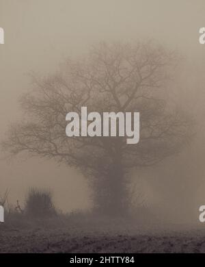 Eiche (Quercus robur) im Nebel Stockfoto