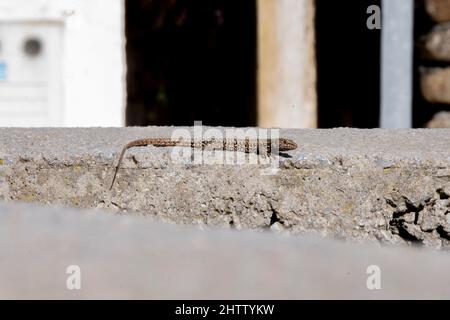 Eine gemeine Mauereidechse podarcis muralis, die sich in der Sonne sonnt. Stockfoto