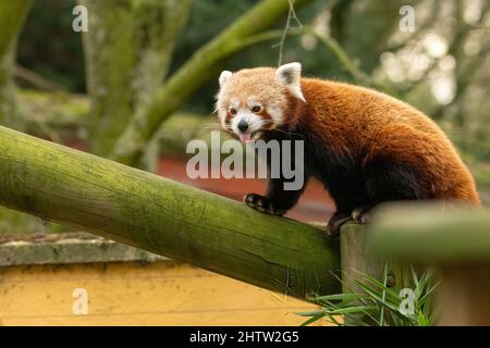 Der rote Panda (Ailurus fulgens) streckt seine Zunge heraus. Niedliches Tier aus dem Himalaya. Stockfoto
