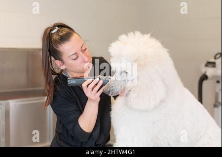 Junge Pistenerin, die mit einem Rasiermesser die Schnauze eines riesigen weißen Pudels rasiert Stockfoto