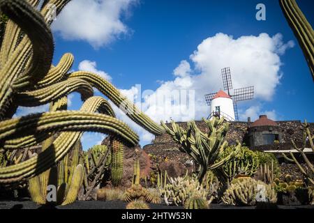 Tropischer Kaktusgarten im Dorf Guatiza, Lanzarote, Kanarische Inseln, Spanien. Stockfoto