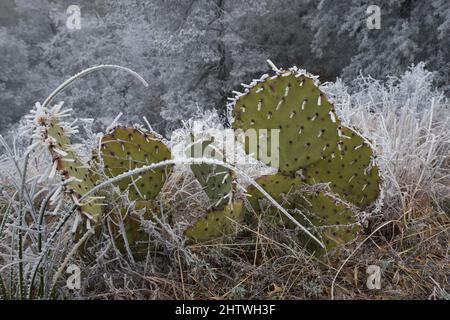 Seltene schneebedeckte Kakteen und Wälder in Wüstenbergen Stockfoto