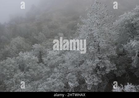 Seltene schneebedeckte Bäume im hohen Wüstenwald Stockfoto