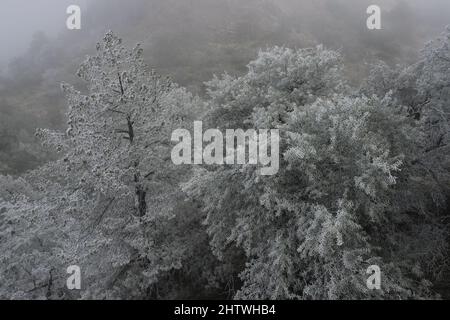 Seltene schneebedeckte Bäume im hohen Wüstenwald Stockfoto