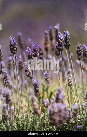 Selektive Fokusaufnahme von Lavendel, die im Garten bei hellem Sonnenlicht wachsen Stockfoto