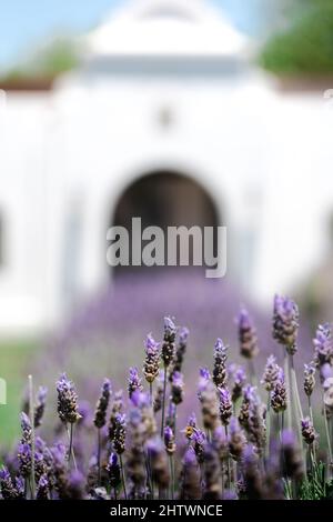 Aufnahmen mit flachem Fokus von Lavendel, die im Garten bei hellem Sonnenlicht auf unscharfem Hintergrund wachsen Stockfoto