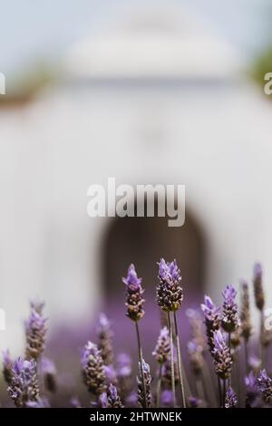 Aufnahmen mit flachem Fokus von Lavendel, die im Garten bei hellem Sonnenlicht auf unscharfem Hintergrund wachsen Stockfoto