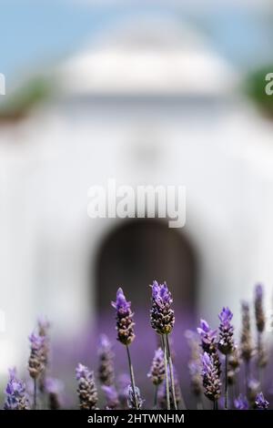 Aufnahmen mit flachem Fokus von Lavendel, die im Garten bei hellem Sonnenlicht auf unscharfem Hintergrund wachsen Stockfoto