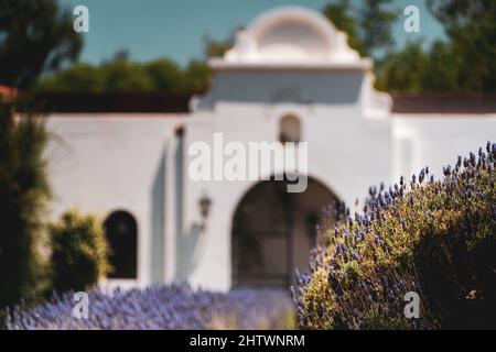 Aufnahmen mit flachem Fokus von Lavendel, die im Garten bei hellem Sonnenlicht auf unscharfem Hintergrund wachsen Stockfoto