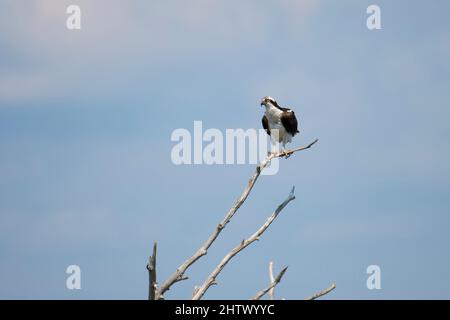 Osprey thront über dem St. Lawrence River. Stockfoto