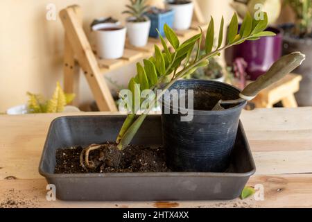 Die Vermehrung von Zamioculcas zamiifolia Pflanze durch Wurzelteilung Stockfoto