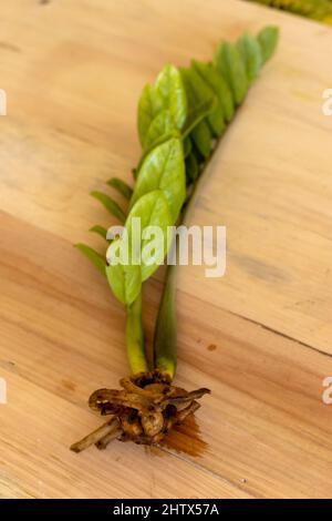 ZZ Pflanze Kartoffeln Wurzeln mit Holzhintergrund Stockfoto