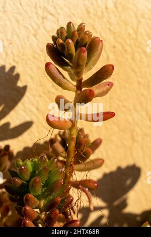 Nahaufnahme einer Sedum rubrotinctum-Pflanze Stockfoto