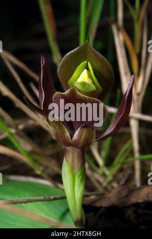 Vogelorchideen (Chiloglottis Valida) sind wirklich nicht so häufig. Das Hochkins Ridge Flora Reserve in Croydon North ist der einzige Ort, an dem ich sie gefunden habe. Stockfoto