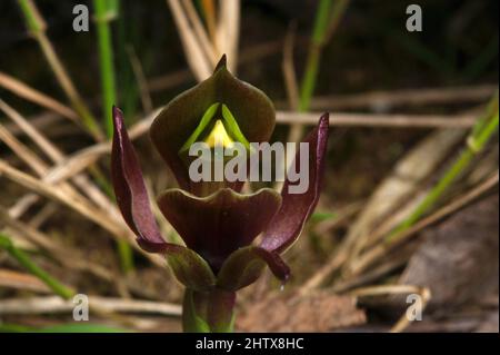 Vogelorchideen (Chiloglottis Valida) sind wirklich nicht so häufig. Das Hochkins Ridge Flora Reserve in Croydon North ist der einzige Ort, an dem ich sie gefunden habe. Stockfoto