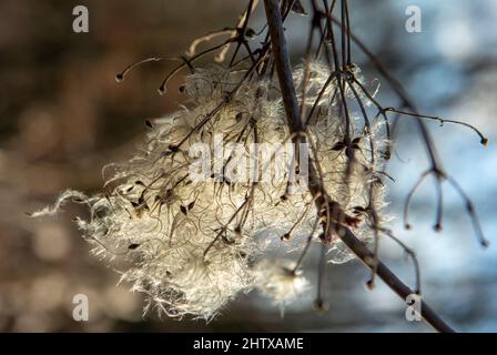 Samenköpfe mit seidigen Anhängern von Clematis vitalba im Winter. Die Pflanze ist auch bekannt als der Bart des alten Mannes oder die Freude des Reisenden. Stockfoto