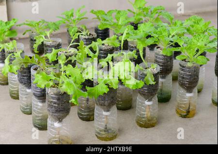 Hausgemachter Salat in recycelter Plastikflasche Stockfoto