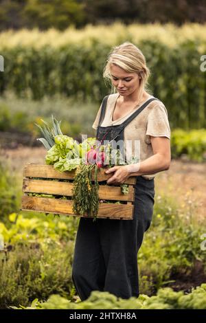 Frau erntet auf ihrer Bio-Gemüsefarm. Die junge Bäuerin hält in ihrem Garten eine Schachtel mit frisch gepflückten Produkten in der Hand. Autarke Hündin Stockfoto