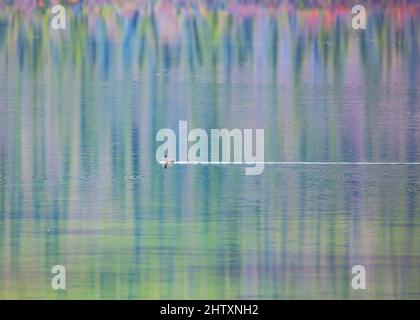 Schöne Landschaften Szene einer Ente schwimmen im Wasser in Alaska mit Bewegungen Pflanzen Stockfoto