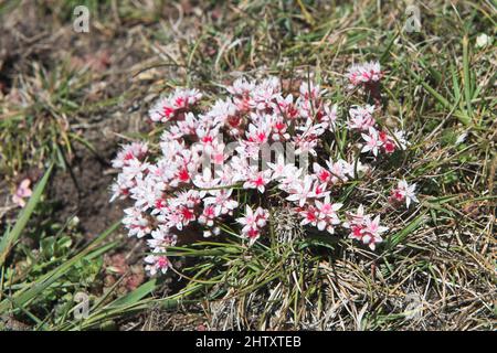 Englischer Steinwurf (Sedum anglicum), Pembrokeshire National Park, Wales, Großbritannien Stockfoto