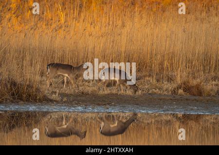 Damwild (Dama dama), Jungtiere, Wandern, Schilf, Reflexion im Wasser, Morgenlicht, Niederösterreich Stockfoto