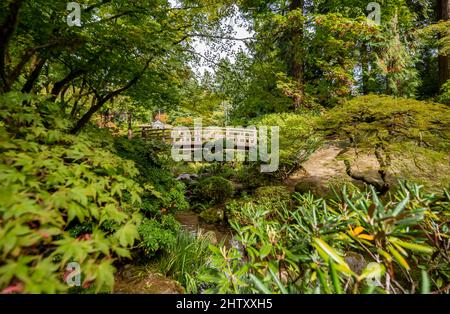 Brücke über einen etablierten Bach, dicht bewachsenen Garten, Japanischer Garten, Portland, Oregon, USA Stockfoto