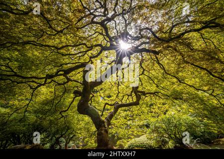 Flauschiger japanischer Ahorn (Acer japonicum) mit sunstar, Japanese Garden, Portland, Oregon, USA Stockfoto