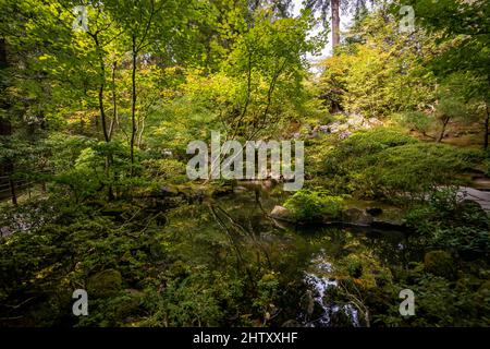 Teich im dicht bewachsenen Garten, Japanese Garden, Portland, Oregon, USA Stockfoto