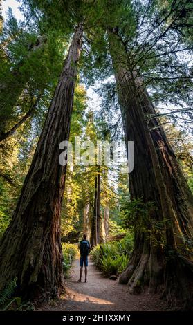 Junger Mann auf einem Wanderweg durch Wald mit Küstenmammutbäumen (Sequoia sempervirens) und Farnen, dichter Vegetation, Jedediah Smith Redwoods State Stockfoto