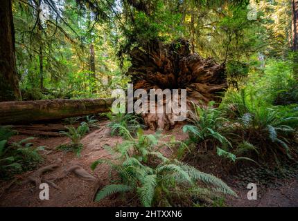 Gefallener Stamm eines Redwood-Baumes, Küstenmammutbaum (Sequoia sempervirens), Wald mit Farnen und dichter Vegetation, Jedediah Smith Redwoods State Park Stockfoto