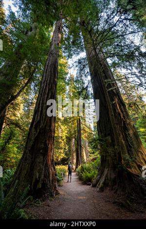 Junger Mann auf einem Wanderweg durch Wald mit Küstenmammutbäumen (Sequoia sempervirens) und Farnen, dichter Vegetation, Jedediah Smith Redwoods State Stockfoto