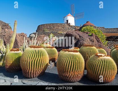 Jardin de Cactus, Cactus Garden Cesar Manrique, Goldkugelkakteen, Goldfaßkaktus (Echinocactus grusonii), Lanzarote, Kanarische Inseln, Kanarische Inseln Stockfoto