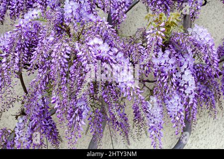 Im Frühling blüht die Glyzinie in voller Blüte an der Wand Stockfoto