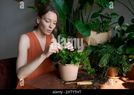 Frau, die zu Hause im Garten arbeitet, junge Blumenpflanzen in Kochbananen. Die Hände der Frau beginnen eine Heimpflanze. Die Pflanzung in einen neuen Blumentopf, der Florist tut, was er liebt Stockfoto