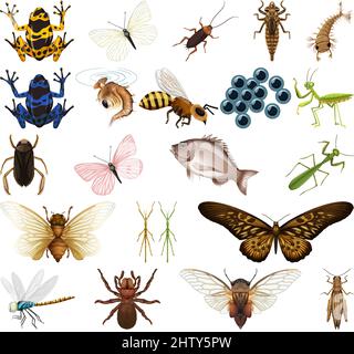 Verschiedene Arten von Insekten und Tieren auf weißem Hintergrund Illustration Stock Vektor
