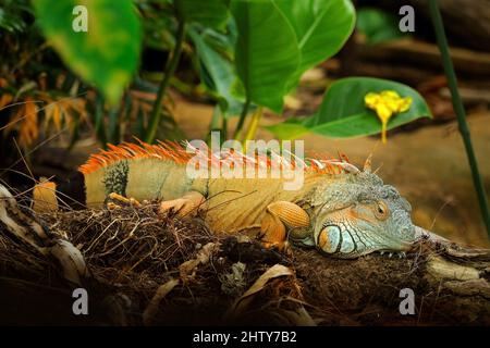 Wildtiere Natur, große Eidechse. Portrait von orangenen Leguanen im dunkelgrünen Wald, Costa Rica. Wildlife-Szene aus der Natur. Nahaufnahme des Gesichts Porträt von li Stockfoto