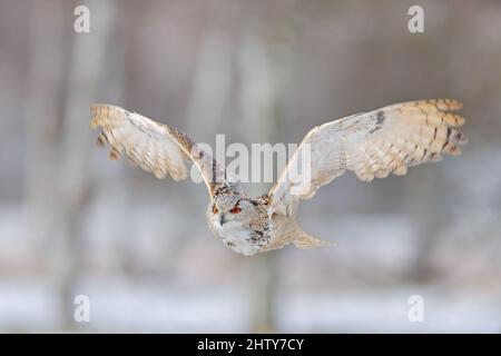 Flug der Ostsibirischen Adlereule. Birke mit schönen Tier. Vogel aus Russland. Winterszene mit großer Eule. Stockfoto