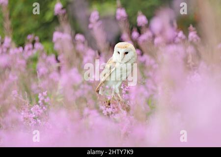 Wildtiere Frühling Kunstszene aus der Natur mit Vogel. Schöne Naturlandschaft mit Eule und Blumen. Scheune Owl in hellrosa Blüte, klarer Vorder- und Hintergr Stockfoto