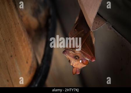 Peters Epomophorus crypturus, eine Art von Megabat, die auf dem Hausdach sitzt. Niedliche Fledermaus in der Natur Lebensraum, Okavango Delta in Stockfoto