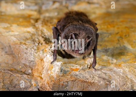 In der Natur Höhle Lebensraum, Cesky kras, Tschechisch. Unterirdisches Tier, das an Stein hängt. Wildtierszene aus grauem felsigen Tunnel. Stockfoto