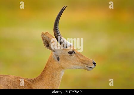 Detail Porträt von Antilope. Wildlife-Szene aus der Natur. Lechwe, Kobus leche, Antilope im grünen Gras Feuchtgebiet mit Wasser, Botswana in Afrika. Stockfoto